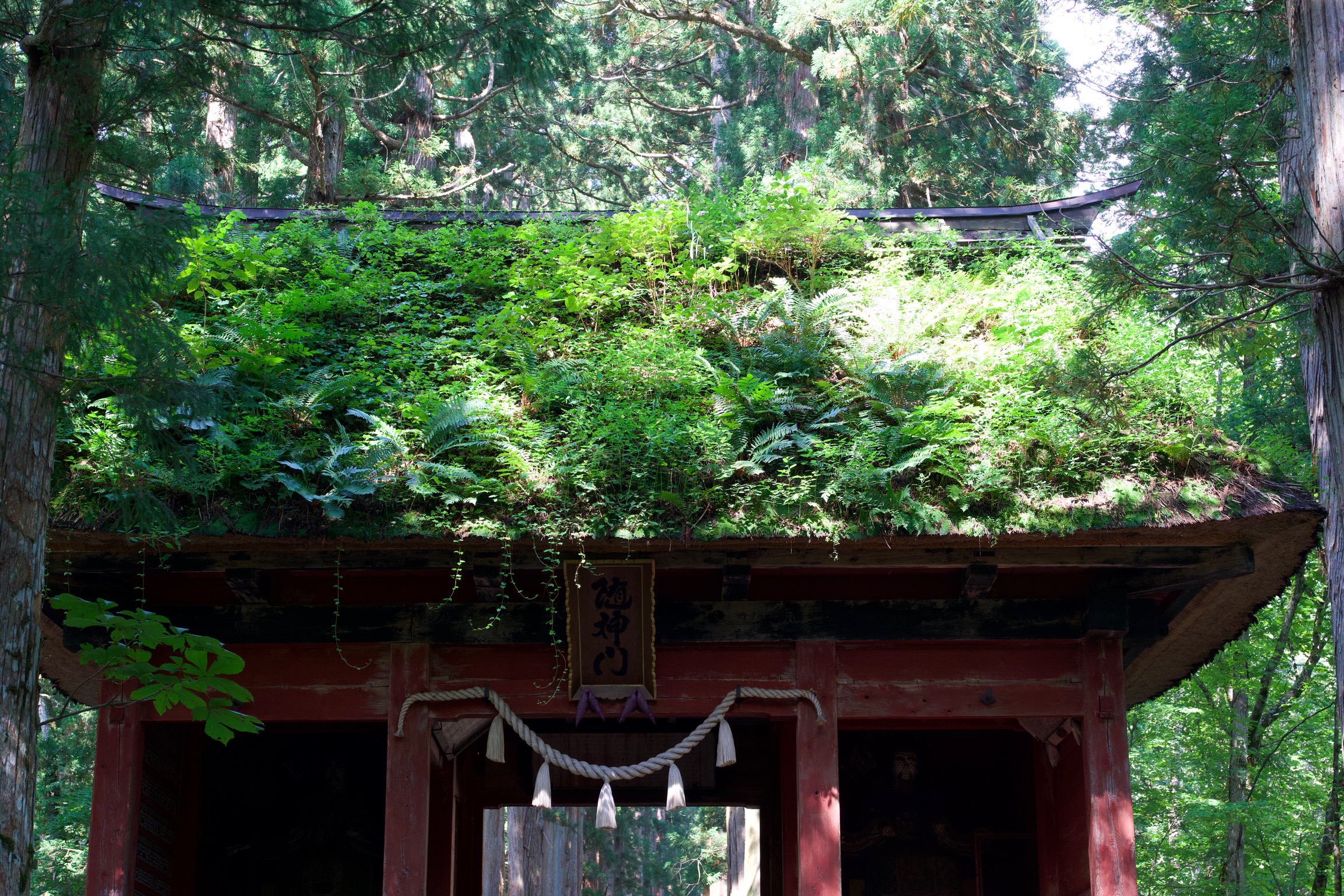 Moss- and fern-covered thatched roof of a red wooden shrine gate with a shimenawa rope, surrounded by tall cedar trees